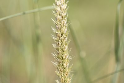 Astrebla squarrosa, photographed by Kym Nicolson