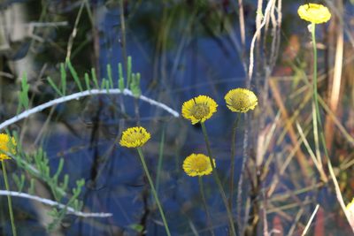 Helenium pinnatifidum, photographed by Mike Tilley