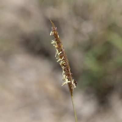 Eulalia aurea, photographed by Kym Nicolson