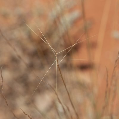 Aristida holathera, photographed by Kym Nicolson