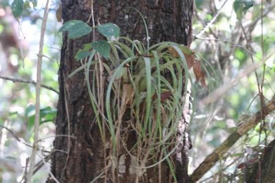 Tillandsia variabilis, photographed by Mike Tilley