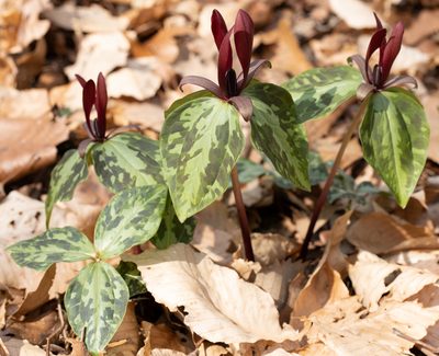 Trillium maculatum, photographed by Melanie Gaddy