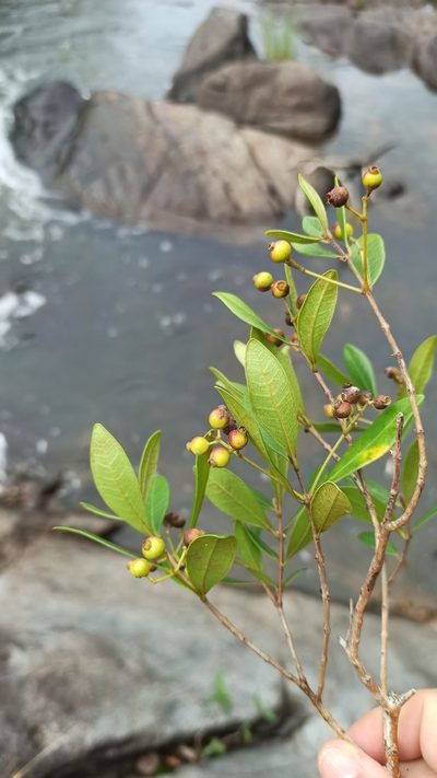 Myrcia palustris, photographed by Carol Fontes