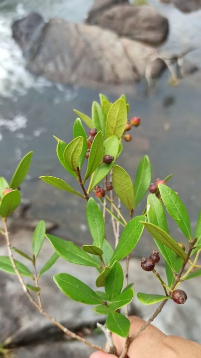 Myrcia palustris, photographed by Carol Fontes
