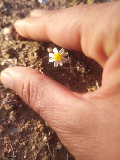 Thymophylla concinna, photographed by Tereka Lasso