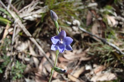 Thelymitra ixioides, photographed by bunjaree_cottages