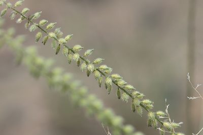 Tragus australianus, photographed by Kym Nicolson