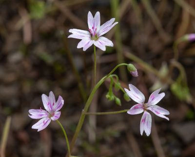 Claytonia gypsophiloides, photographed by Don Loarie