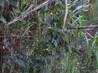 Ipomoea lutea, photographed by Grete Pasch