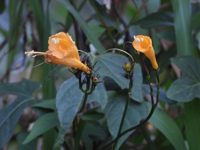 Ipomoea lutea, photographed by Grete Pasch