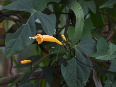 Ipomoea lutea, photographed by Grete Pasch