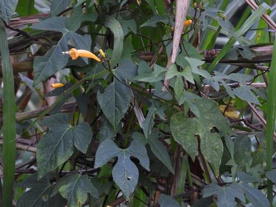 Ipomoea lutea, photographed by Grete Pasch