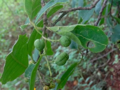 Zanthoxylum arborescens, photographed by Francisco Farriols Sarabia