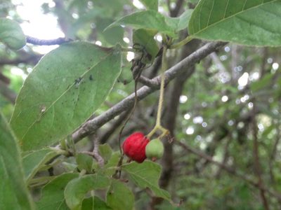 Guettarda elliptica, photographed by Francisco Farriols Sarabia