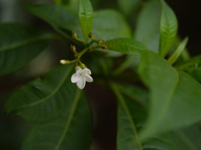 Rauvolfia verticillata, photographed by Dinesh Valke