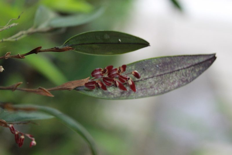 Trichosalpinx blaisdellii, photographed by Victor De la Cruz