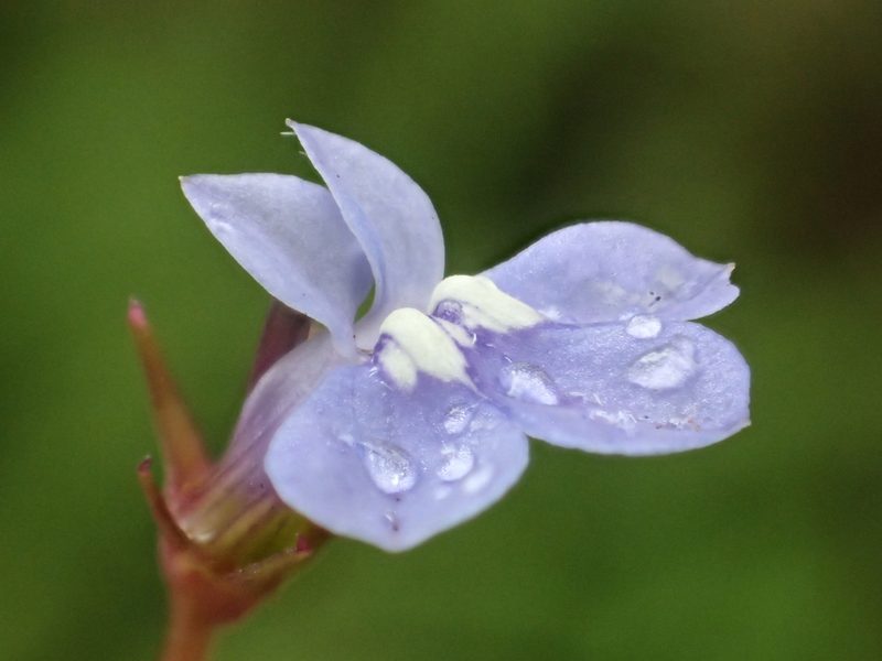 Lobelia alsinoides, photographed by 葉子