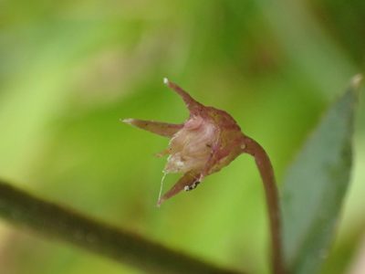 Lobelia alsinoides, photographed by 葉子