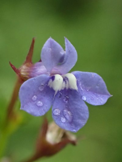 Lobelia alsinoides, photographed by 葉子
