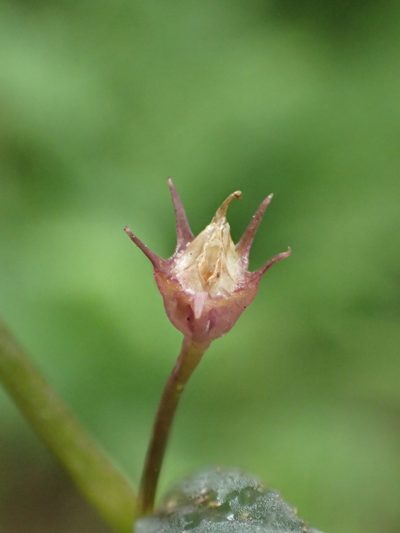 Lobelia alsinoides, photographed by 葉子