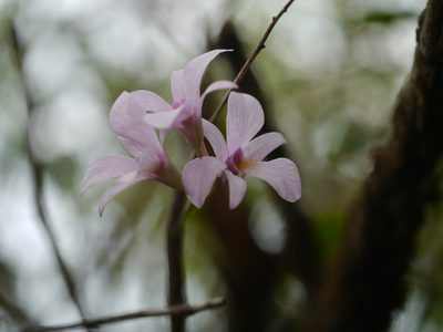 Dendrobium barbatulum, photographed by Dinesh Valke