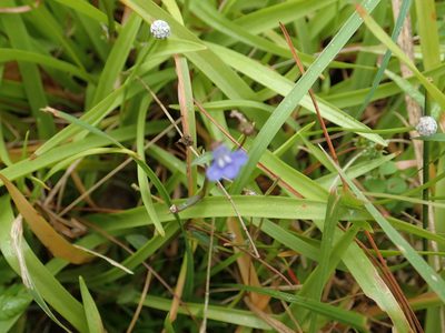 Lobelia alsinoides, photographed by 葉子