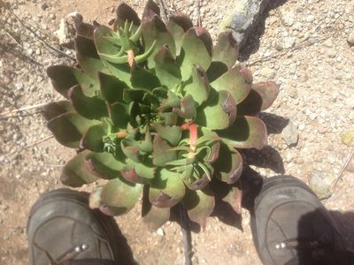 Dudleya candelabrum, photographed by Adam J. Searcy