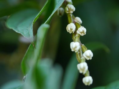 Dioscorea pentaphylla, photographed by Dinesh Valke