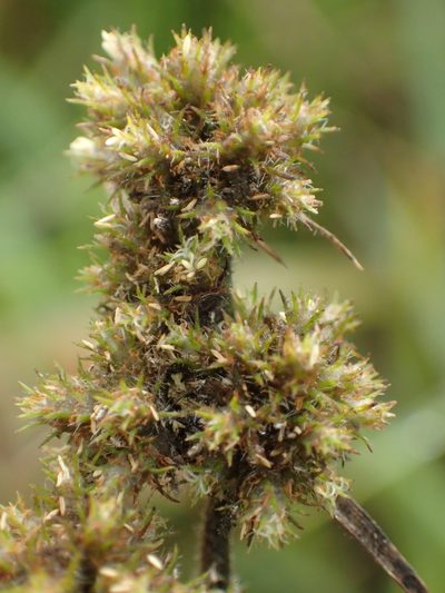Fuirena ciliaris, photographed by 葉子