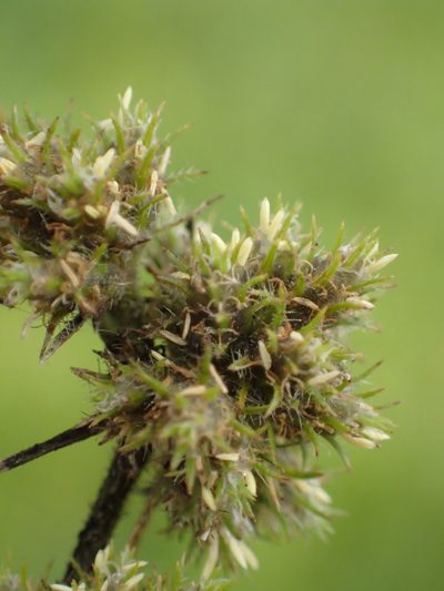 Fuirena ciliaris, photographed by 葉子