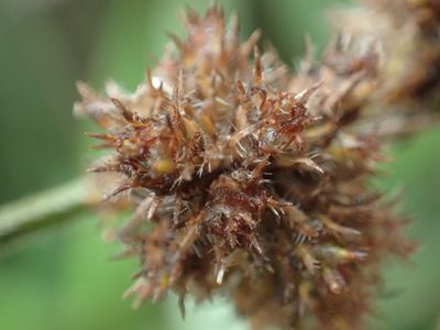 Fuirena ciliaris, photographed by 葉子