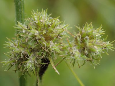 Fuirena ciliaris, photographed by 葉子
