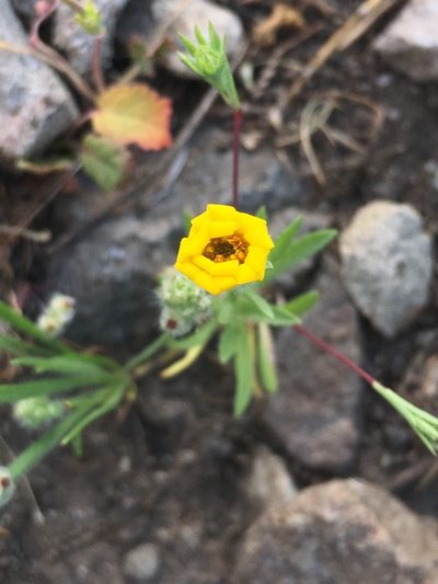 Pentachaeta lyonii, photographed by Adam J. Searcy