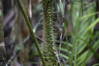 Calamus moti, photographed by Kym Nicolson