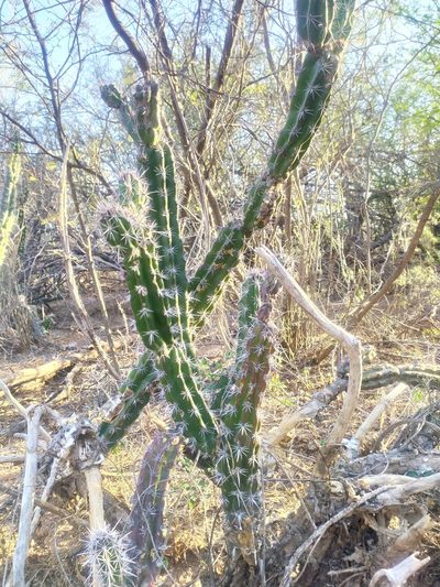 Stenocereus alamosensis, photographed by Tereka Lasso