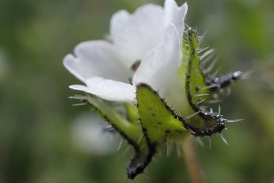 Pholistoma racemosum, photographed by Madeleine Claire