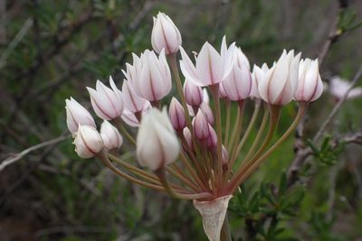 Allium praecox, photographed by Madeleine Claire