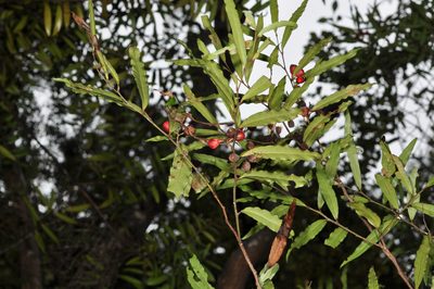Mida salicifolia, photographed by Pieter Pelser