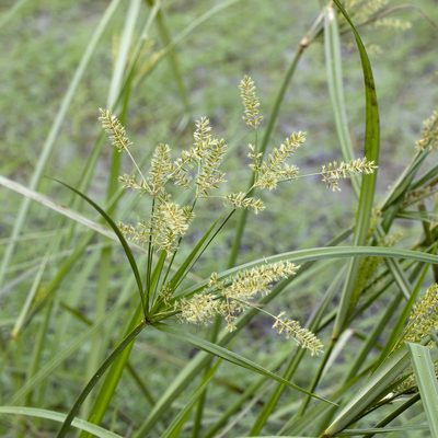 Cyperus exaltatus, photographed by Kym Nicolson