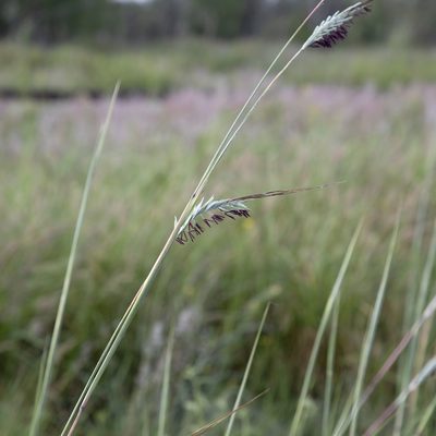 Heteropogon triticeus, photographed by Kym Nicolson