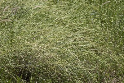 Astrebla elymoides, photographed by Kym Nicolson