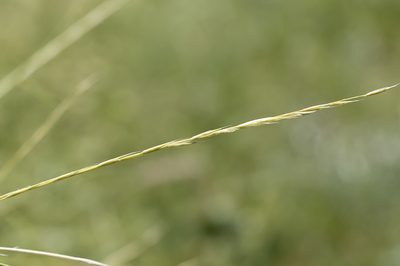Astrebla elymoides, photographed by Kym Nicolson