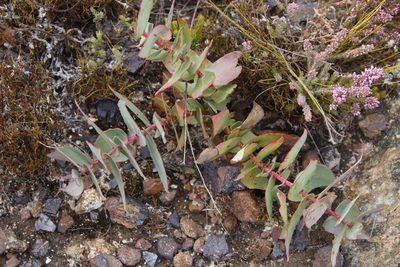 Protea amplexicaulis, photographed by Tony Rebelo