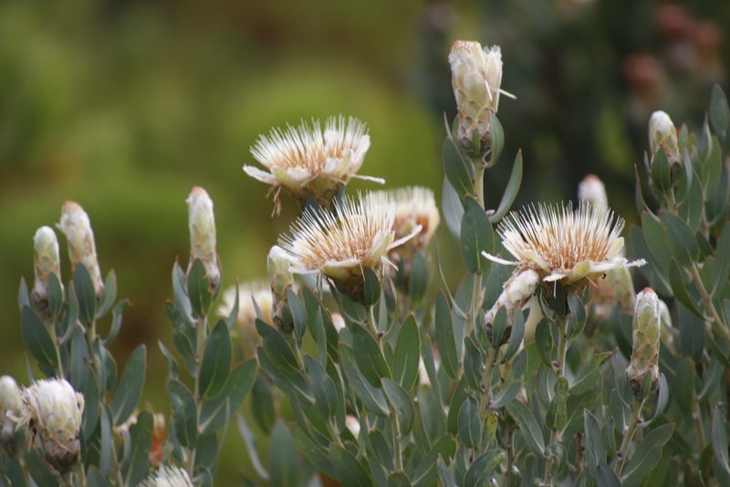 Protea lacticolor, photographed by Tony Rebelo