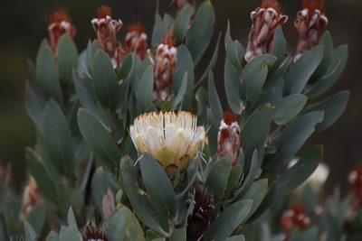 Protea lacticolor, photographed by Tony Rebelo