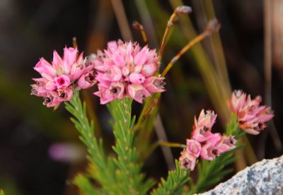 Erica taxifolia, photographed by Tony Rebelo