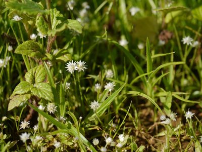 Eriocaulon stellulatum, photographed by Dinesh Valke