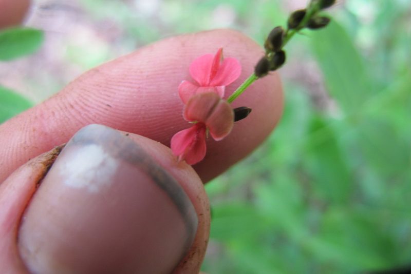 Indigofera schinzii, photographed by James Deacon