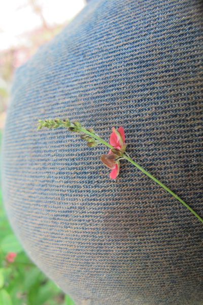 Indigofera schinzii, photographed by James Deacon
