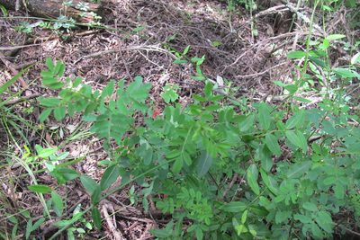 Indigofera schinzii, photographed by James Deacon